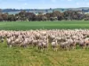 'Farrell Flat Block' Booborowie Road, Farrell Flat, SA 5416-Image