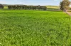 'Farrell Flat Block' Booborowie Road, Farrell Flat, SA 5416-Image