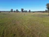 'Fernleigh' 882 Womboyne Rd, West Wyalong, NSW 2671-Image