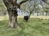 'Glenhurst' 4448 Tarwoona Road, Twin Rivers, NSW 2410-Image