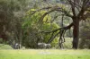 "Glenroy" 165 Bald Hills Road, Grenfell, NSW 2810-Image