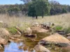 "Glenroy" 165 Bald Hills Road, Grenfell, NSW 2810-Image