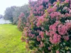 "Glenroy" 165 Bald Hills Road, Grenfell, NSW 2810-Image
