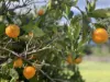 "Glenroy" 165 Bald Hills Road, Grenfell, NSW 2810-Image