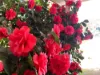 "Glenroy" 165 Bald Hills Road, Grenfell, NSW 2810-Image