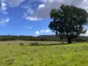 "Glenroy" 165 Bald Hills Road, Grenfell, NSW 2810-Image