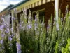 "Glenroy" 165 Bald Hills Road, Grenfell, NSW 2810-Image