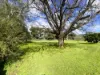 "Glenroy" 165 Bald Hills Road, Grenfell, NSW 2810-Image