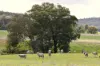 "Glenroy" 165 Bald Hills Road, Grenfell, NSW 2810-Image