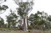 "Goat Gully/Old Hut Hill" Lemont Road, Lemont, Tas 7120-Image