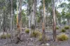 "Goat Gully/Old Hut Hill" Lemont Road, Lemont, Tas 7120-Image