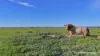 "Gracefield Park", 754 Beermullah Road West, Beermullah, WA 6503