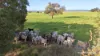 "Gracefield Park", 754 Beermullah Road West, Beermullah, WA 6503-Image