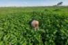 "Greendale" 536 Wyrra Lane, West Wyalong, NSW 2671-Image