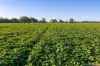 Henty-Walla Road, Culcairn, NSW 2660-Image