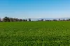 Henty-Walla Road, Culcairn, NSW 2660-Image
