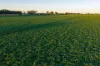 Henty-Walla Road, Culcairn, NSW 2660-Image