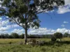 "Hyblah" 4615 Gladstone Monto Road, Boyne Valley, Qld 4680-Image