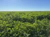 Inverella, Carinya & Mindaribba, Brewarrina, NSW 2839