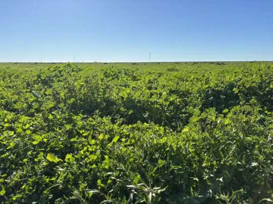 Inverella, Carinya & Mindaribba, Brewarrina, NSW 2839