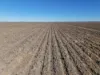 Inverella, Carinya & Mindaribba, Brewarrina, NSW 2839-Image