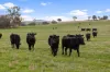 "KALOONA"  Holbrook Road, Mangoplah, NSW 2652-Image