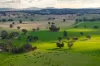 "KALOONA"  Holbrook Road, Mangoplah, NSW 2652-Image