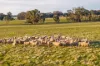 "KALOONA"  Holbrook Road, Mangoplah, NSW 2652-Image