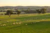 "KALOONA"  Holbrook Road, Mangoplah, NSW 2652-Image
