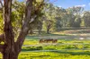 "KALOONA"  Holbrook Road, Mangoplah, NSW 2652-Image
