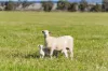 Kamarah Road, Narrandera, NSW 2700
