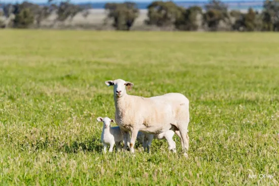 Kamarah Road, Narrandera, NSW 2700