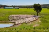 Kamarah Road, Narrandera, NSW 2700-Image