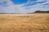 Kamarah Road, Narrandera, NSW 2700-Image