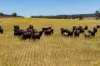 Kamarah Road, Narrandera, NSW 2700-Image