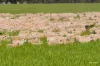 Kamarah Road, Narrandera, NSW 2700-Image