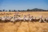 Kamarah Road, Narrandera, NSW 2700-Image