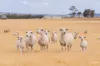 Kamarah Road, Narrandera, NSW 2700-Image