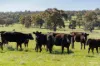 Kamarah Road, Narrandera, NSW 2700-Image
