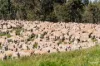 Kamarah Road, Narrandera, NSW 2700-Image