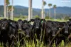 "King Ranch" 481 Upper Bobo Road, Dorrigo NSW 2453-Image