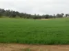 Kyellen Farm,, Quindanning WA 6391-Image
