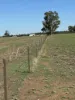 . Lilydale Road, Balldale, NSW 2646-Image