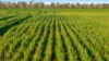 Lot 1 Burgess Lane, Naracoorte, SA 5271-Image