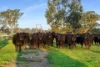 Lot 1 Burgess Lane, Naracoorte, SA 5271-Image