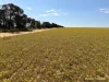 Lot 1 Calzoni Road, Woolocutty, WA 6369-Image