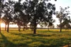 Lot 1153 Crockerup Road, Mount Barker, WA 6324-Image