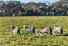 Lot 128 Moores Road, Haines, SA 5223-Image