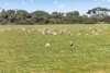 Lot 128 Moores Road, Haines, SA 5223-Image