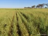 Lot 14044 Goomarin Road, Nukarni, WA 6480-Image